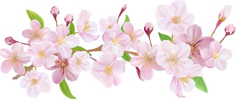 Cherry blossom png - Download 117 Cherry Blossom Tree Png Stock Illustrations, Vectors & Clipart for FREE or amazingly low rates! New users enjoy 60% OFF. 234,560,360 stock photos online. 